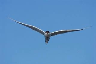 الحياء تاج الأخلاق